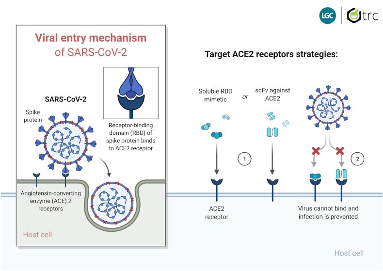 ACE2 and COVID diagram