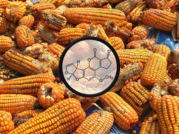 maize