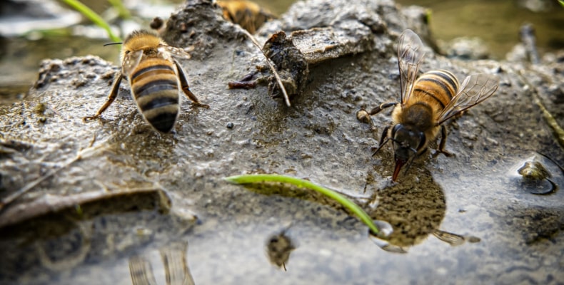 bees drinking water