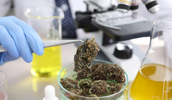 cannabis laboratory