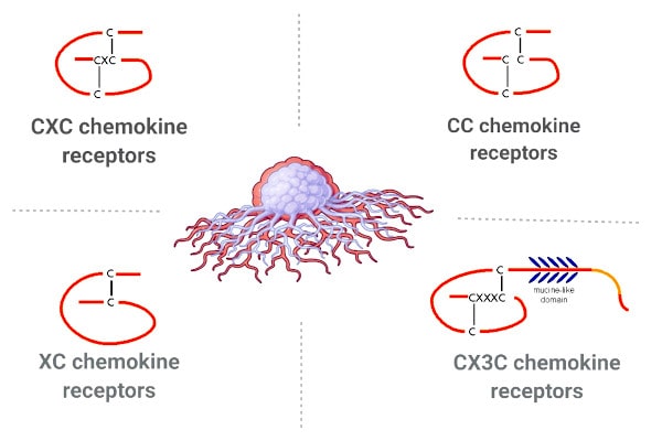 chemokine receptors