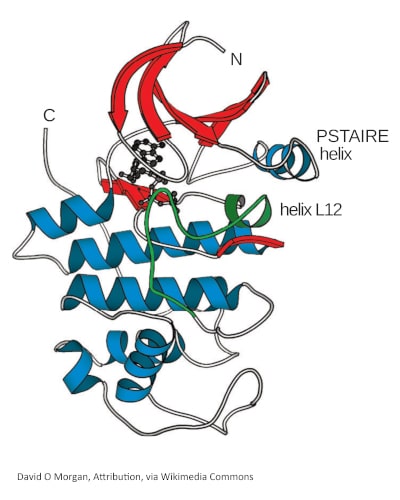 Cyclin-dependent_kinase_structure