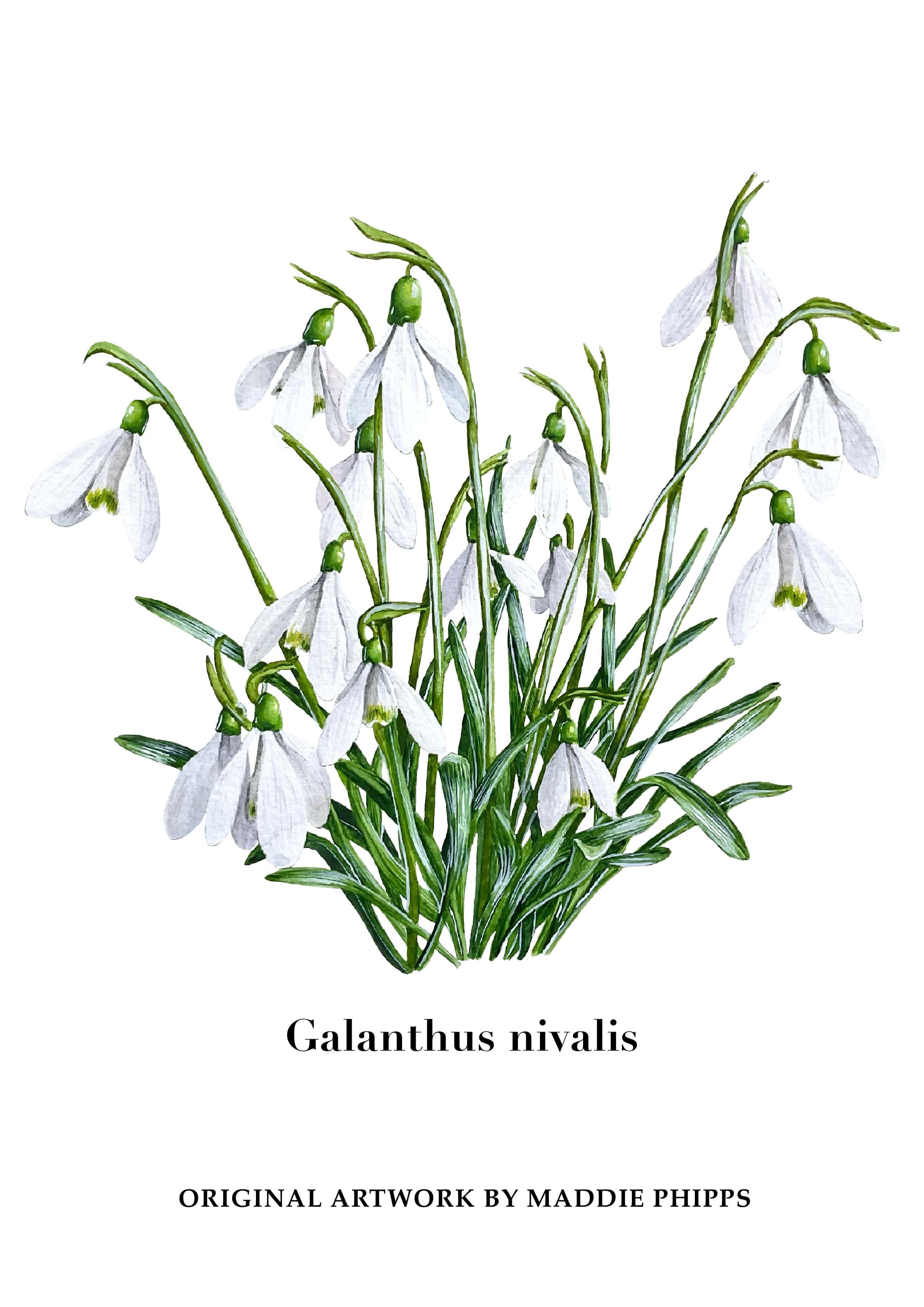 Galanthus-nivalis