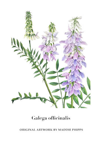 Galega officinalis