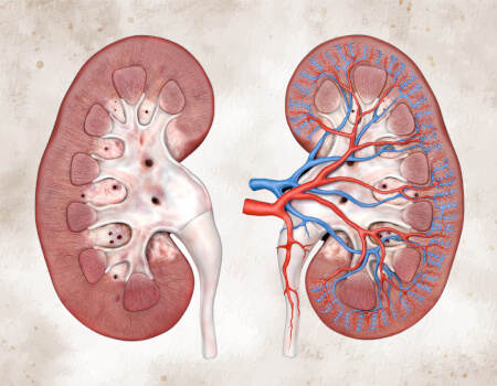 kidney structure