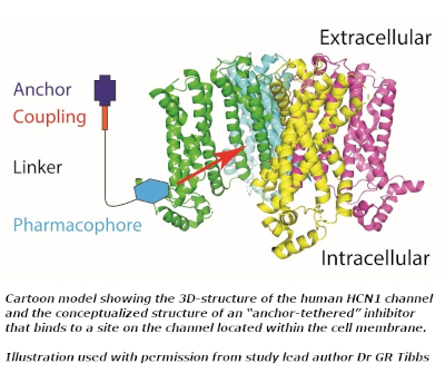 3D-structure of the human HCN1 channel and the conceptualized structure of an “anchor-tethered” inhibitor that binds to a site on the channel located within the cell membrane