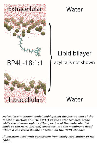 Molecular simulation model highlighting the positioning of the “anchor” portion of BP4L-18:1:1 to the outer cell membrane while the pharmacophore (that portion of the molecule that binds to the HCN1 protein) descends into the membrane itself where it can reach its site of action on the HCN1 channel.