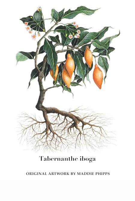 Tabernanthe iboga 