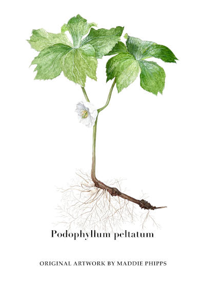 Podophyllum peltatum