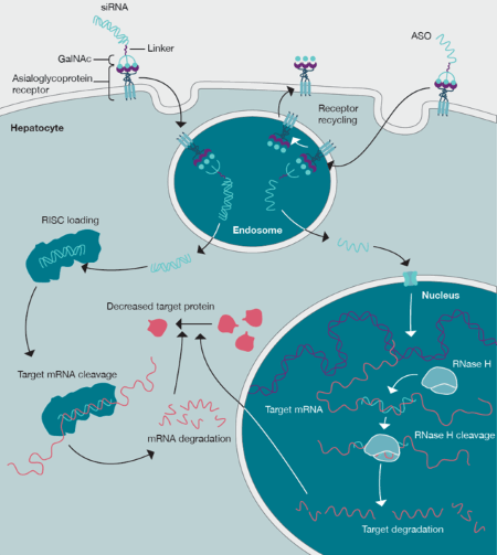 /oligonucleotide gene therapy graph