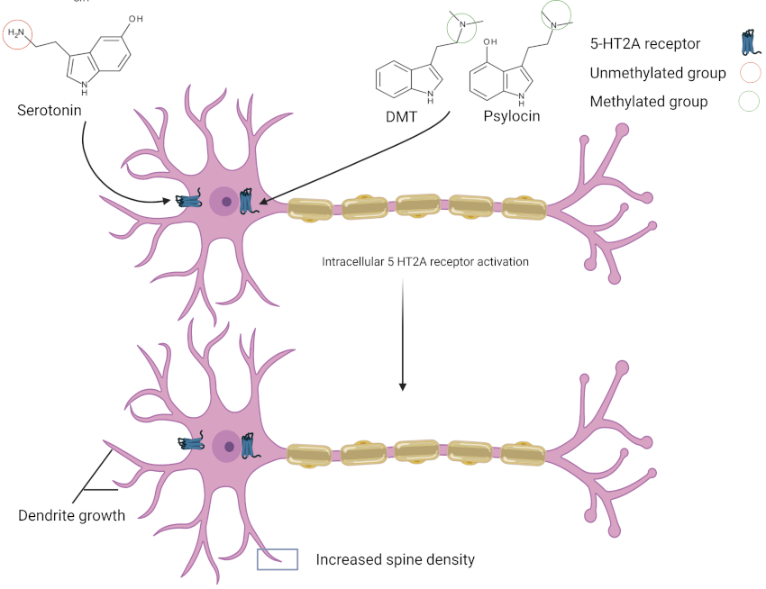 psychadelics mechanism