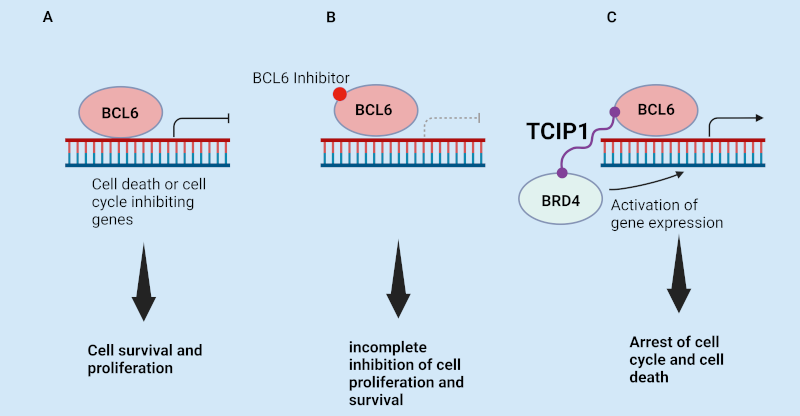 TCIP1 Chimeric molecule