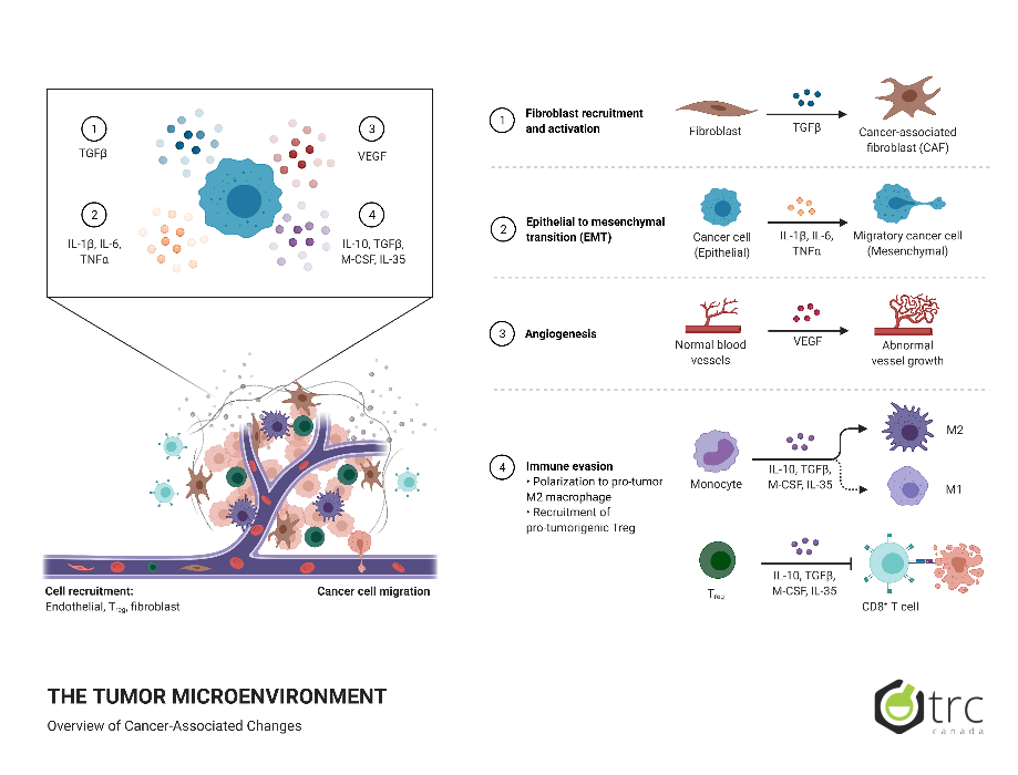 Tumor Microenvironment